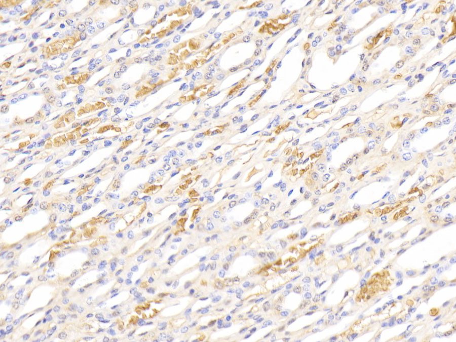 Biotin-Linked Polyclonal Antibody to Hemoglobin (HB)