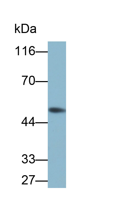 Biotin-Linked Polyclonal Antibody to Enolase 3 (ENO3)