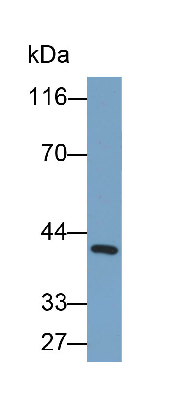 Biotin-Linked Polyclonal Antibody to Indoleamine-2,3-Dioxygenase (IDO)