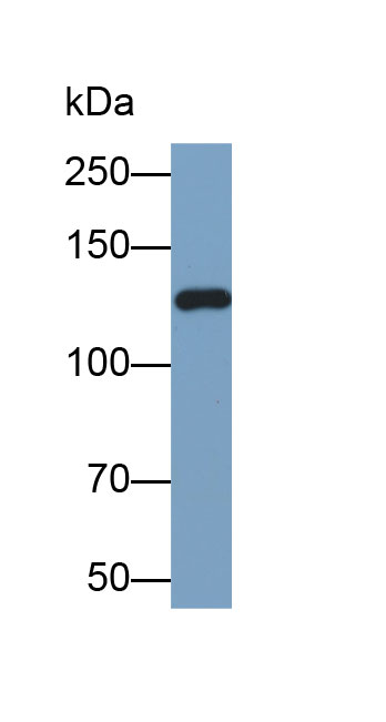 Biotin-Linked Polyclonal Antibody to A Disintegrin And Metalloprotease 17 (ADAM17)