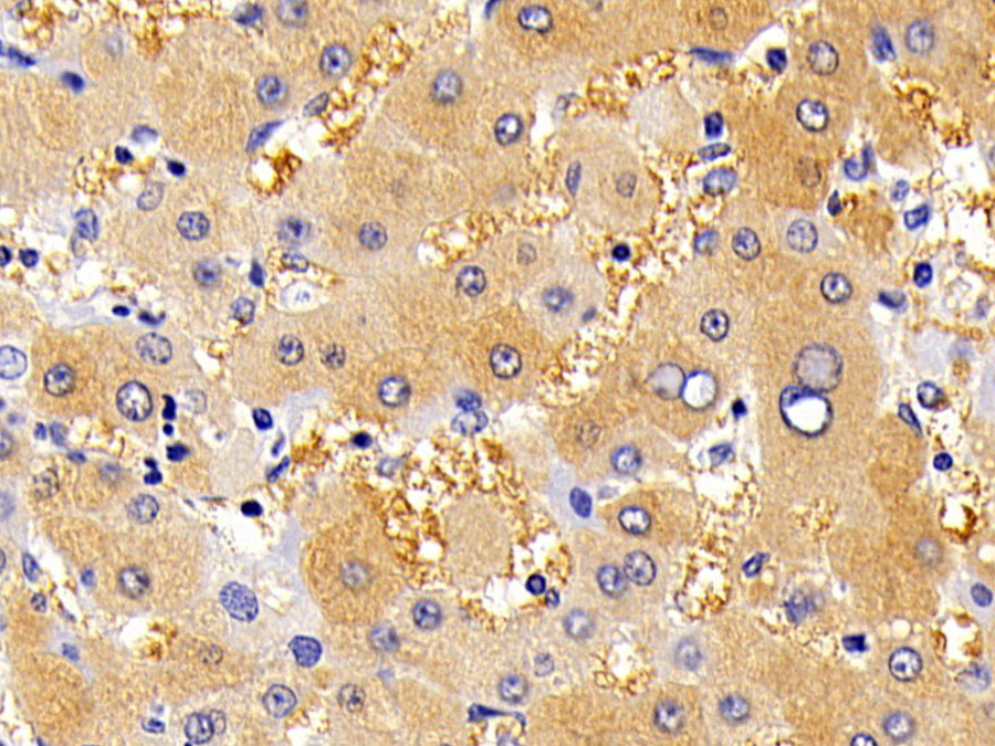 Biotin-Linked Polyclonal Antibody to Killer Cell Immunoglobulin Like Receptor 3DL1 (KIR3DL1)