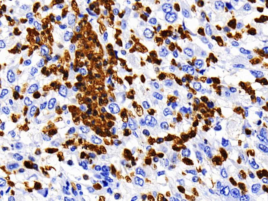 Biotin-Linked Polyclonal Antibody to Caspase 1 (CASP1)