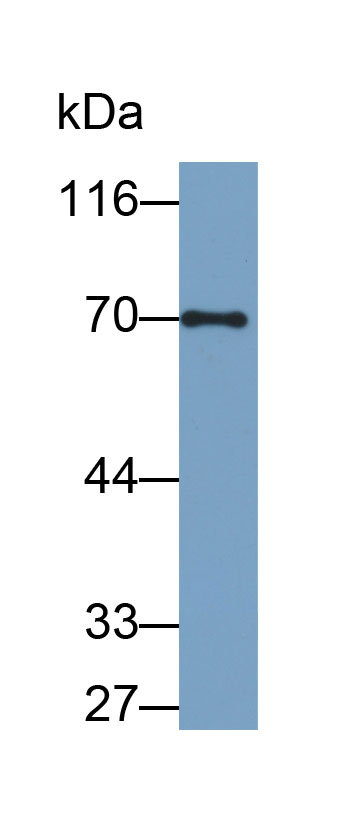 Biotin-Linked Polyclonal Antibody to Cluster Of Differentiation 229 (CD229)