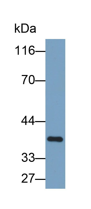 Biotin-Linked Polyclonal Antibody to Tumor Necrosis Factor Ligand Superfamily, Member 13 (TNFSF13)