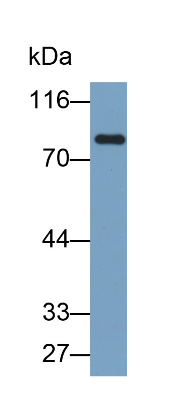 Biotin-Linked Polyclonal Antibody to Transglutaminase 3, Epidermal (TGM3)