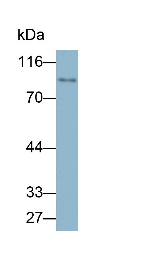 Biotin-Linked Polyclonal Antibody to Transglutaminase 1 (TGM1)