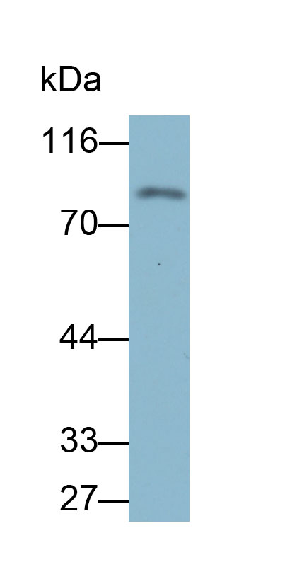 Biotin-Linked Polyclonal Antibody to Transglutaminase 1 (TGM1)