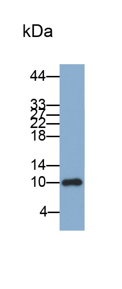 Biotin-Linked Polyclonal Antibody to S100 Calcium Binding Protein A8 (S100A8)