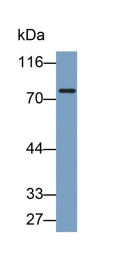 Biotin-Linked Polyclonal Antibody to High Molecular Weight Kininogen (HMWK)