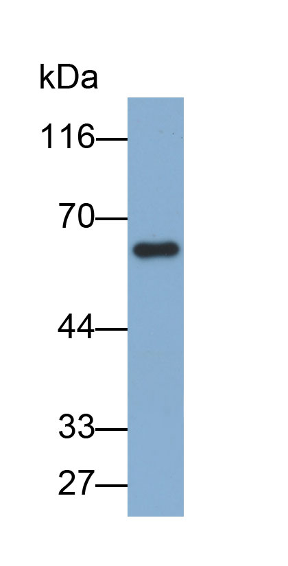 Biotin-Linked Polyclonal Antibody to High Molecular Weight Kininogen (HMWK)