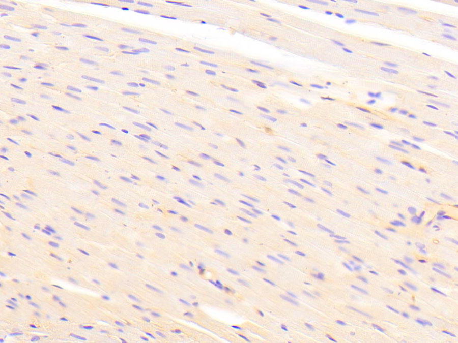 Biotin-Linked Polyclonal Antibody to Cadherin, Heart (CDHH)