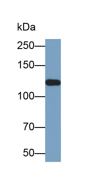 Biotin-Linked Polyclonal Antibody to Cluster Of Differentiation 34 (CD34)