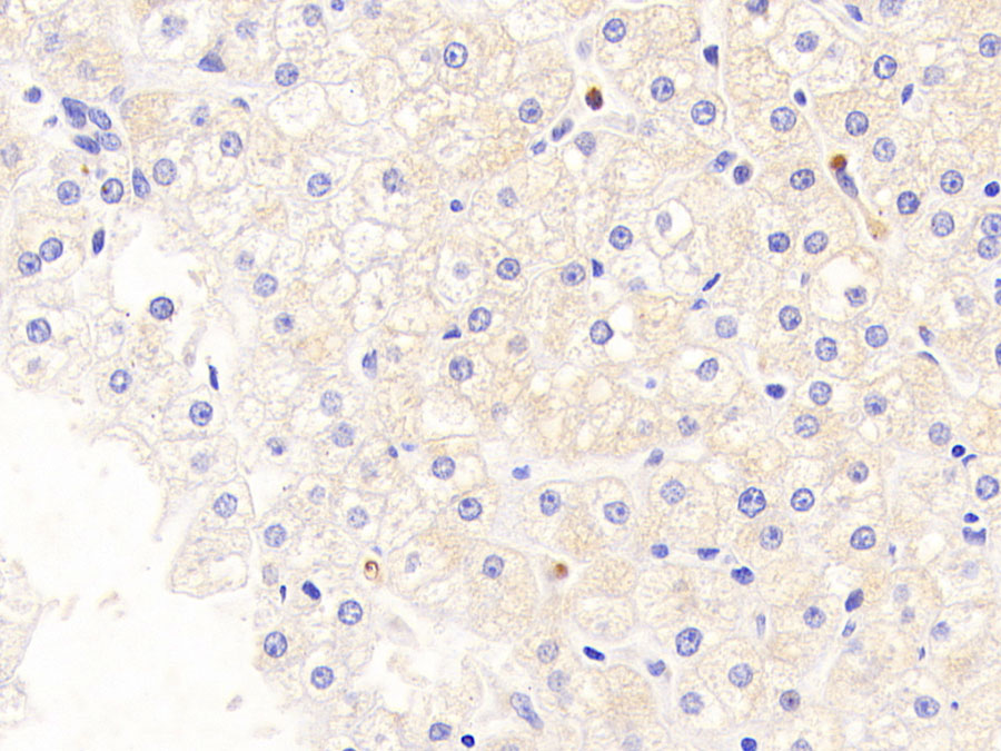 Biotin-Linked Polyclonal Antibody to Hepcidin (Hepc)