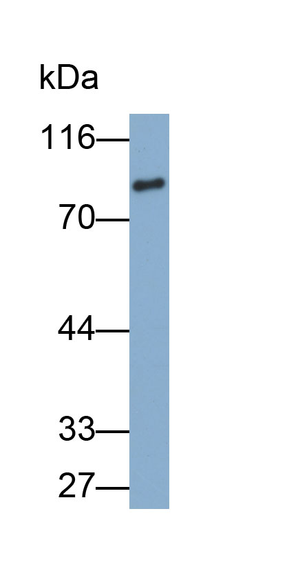 Biotin-Linked Polyclonal Antibody to Transferrin (TF)