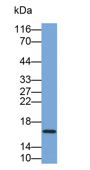 Biotin-Linked Polyclonal Antibody to Survivin (Surv)