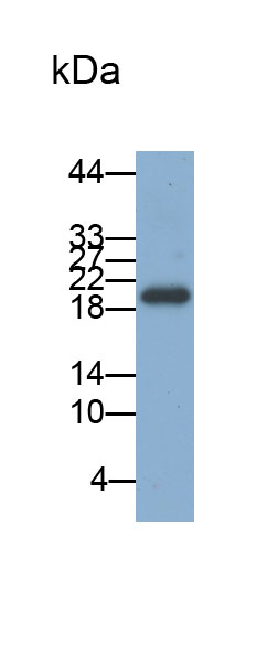 Biotin-Linked Polyclonal Antibody to High Mobility Group AT Hook Protein 2 (HMGA2)
