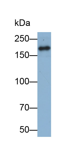 Biotin-Linked Polyclonal Antibody to Laminin Gamma 1 (LAMC1)