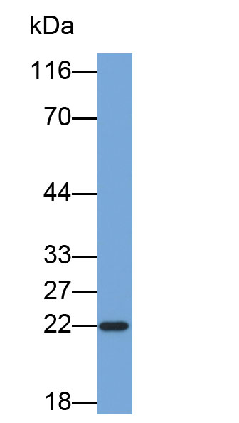 Biotin-Linked Polyclonal Antibody to Noggin (NOG)