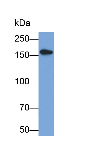 Biotin-Linked Polyclonal Antibody to Collagen Type XVII (COL17)