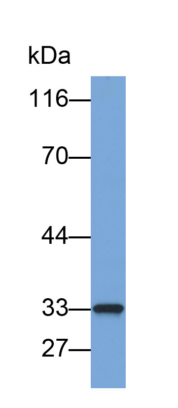 Biotin-Linked Polyclonal Antibody to Caspase 6 (CASP6)