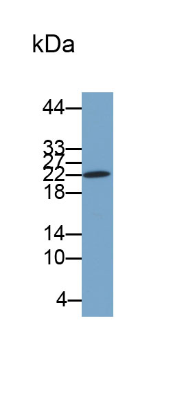 Biotin-Linked Polyclonal Antibody to Ferritin, Light Polypeptide (FTL)