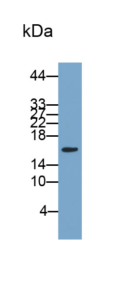 Biotin-Linked Polyclonal Antibody to Hemoglobin Beta (HBb)