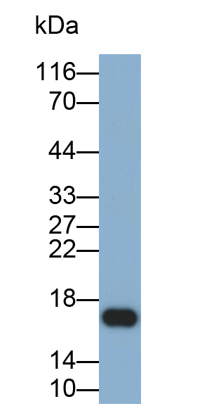 Biotin-Linked Polyclonal Antibody to Ribonuclease A4 (RNASE4)