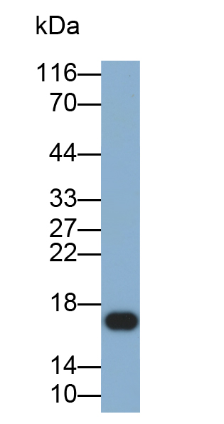 Biotin-Linked Polyclonal Antibody to Ribonuclease A8 (RNASE8)