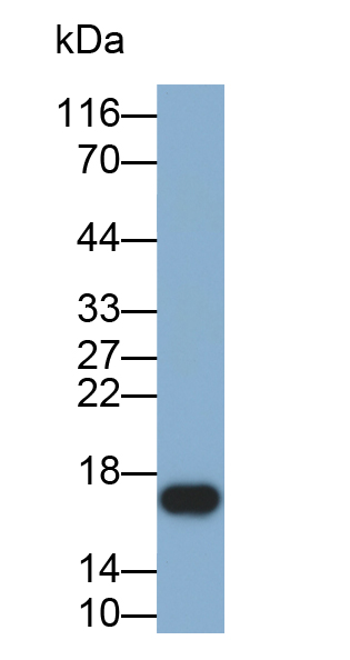 Biotin-Linked Polyclonal Antibody to Ribonuclease A7 (RNASE7)