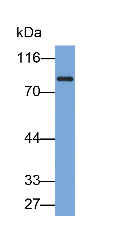 Biotin-Linked Polyclonal Antibody to Heat Shock Protein 90kDa Alpha B1 (HSP90aB1)