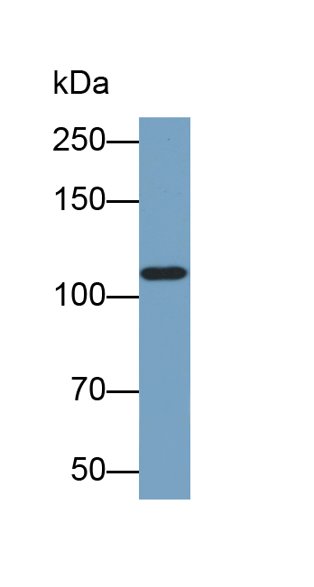 Biotin-Linked Polyclonal Antibody to Tumor Necrosis Factor Receptor Superfamily, Member 21 (TNFRSF21)