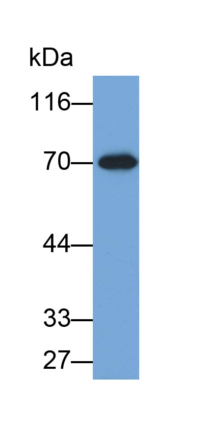 Biotin-Linked Polyclonal Antibody to Solute Carrier Family 3, Member 2 (SLC3A2)