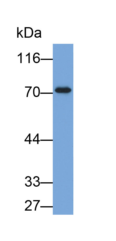 Biotin-Linked Polyclonal Antibody to Alpha-1-B-Glycoprotein (a1BG)