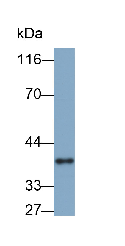 Biotin-Linked Polyclonal Antibody to Annexin A1 (ANXA1)