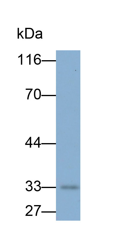 Biotin-Linked Polyclonal Antibody to Chymase 1, Mast Cell (CMA1)