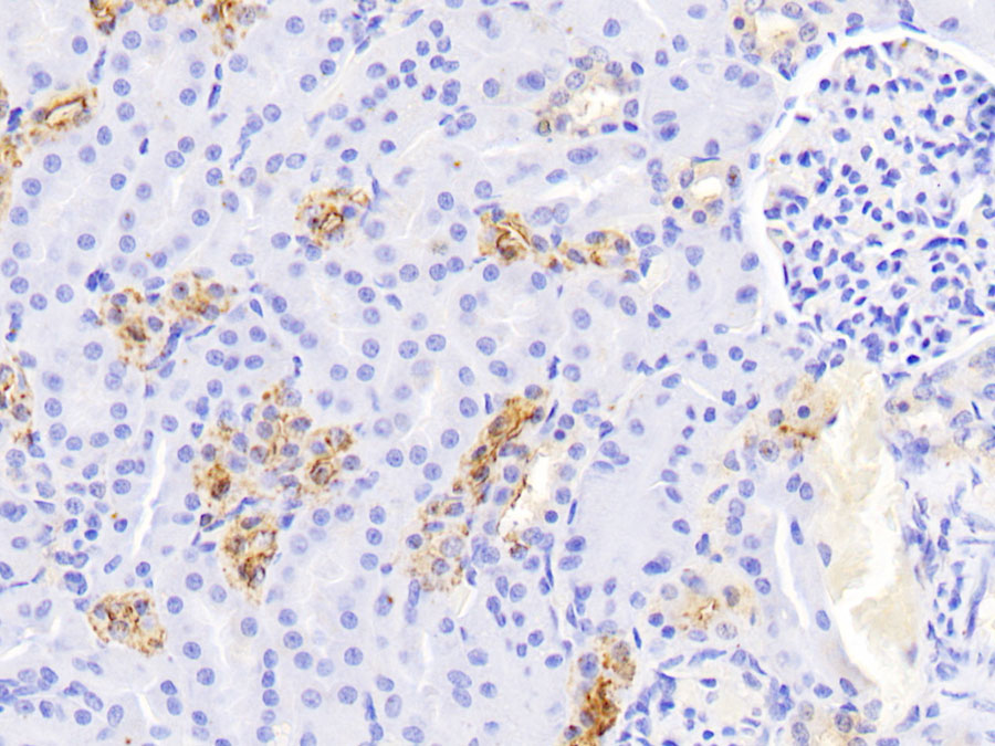 Biotin-Linked Polyclonal Antibody to Uromodulin (UMOD)