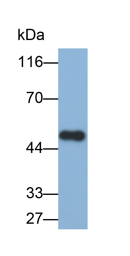 Biotin-Linked Polyclonal Antibody to Isocitrate Dehydrogenase 1, Soluble (IDH1)