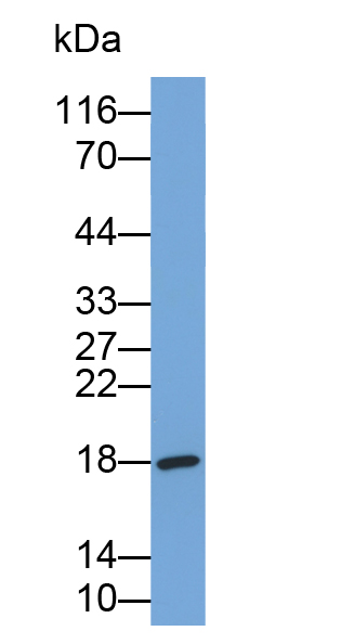 Biotin-Linked Polyclonal Antibody to Gastrokine 2 (GKN2)