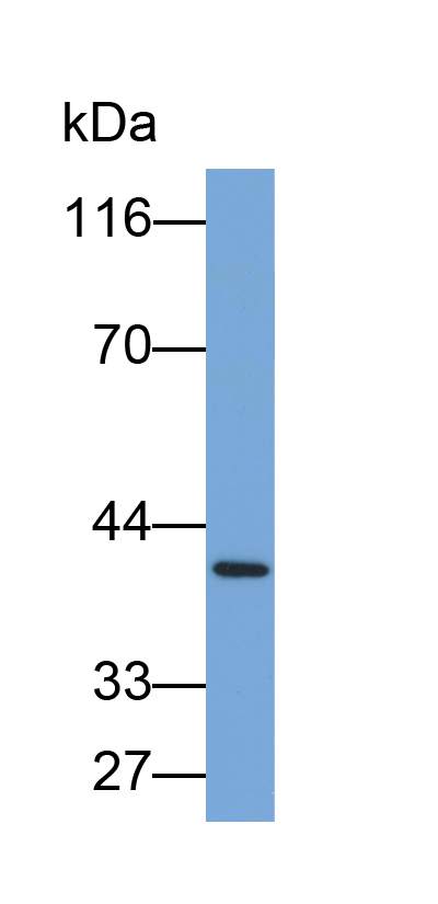 Biotin-Linked Polyclonal Antibody to Biglycan (BGN)