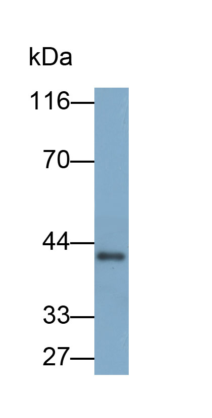 Biotin-Linked Polyclonal Antibody to D-Aspartate Oxidase (DDO)