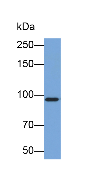 Biotin-Linked Polyclonal Antibody to Aconitase 1 (ACO1)