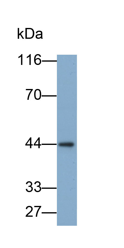 Biotin-Linked Polyclonal Antibody to Alpha-2-Glycoprotein 1, Zinc Binding (aZGP1)