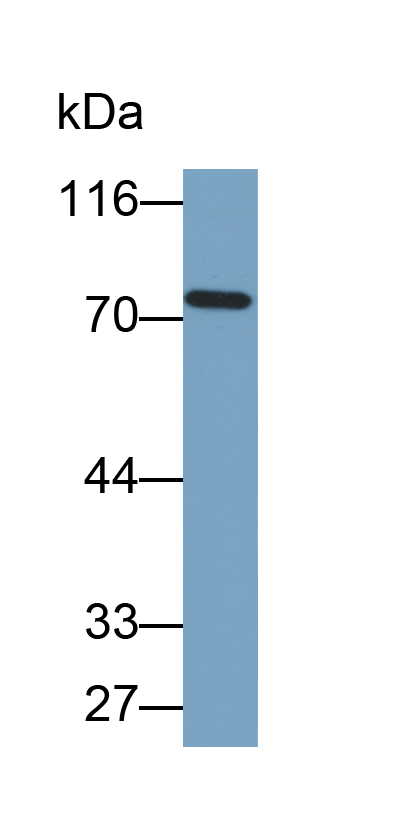 Biotin-Linked Polyclonal Antibody to PR Domain Containing Protein 1 (PRDM1)