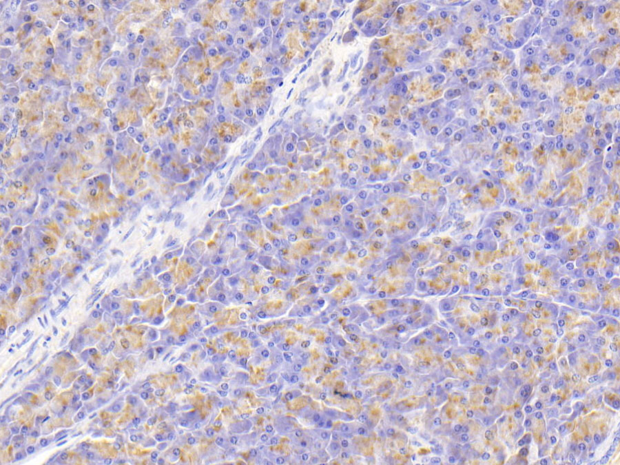 Biotin-Linked Polyclonal Antibody to Amylase Alpha 2B, Pancreatic (AMY2B)