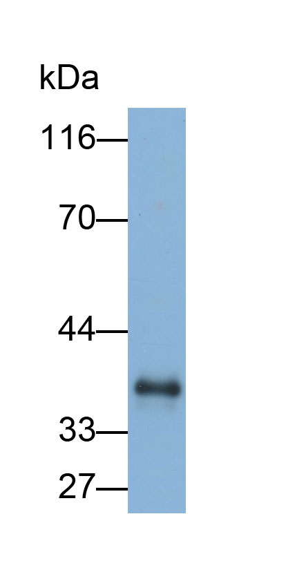 Biotin-Linked Polyclonal Antibody to Peptidase Inhibitor 16 (PI16)