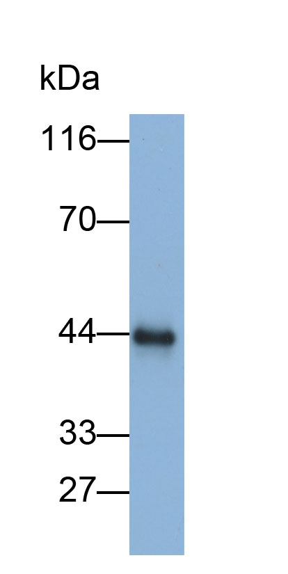 Biotin-Linked Polyclonal Antibody to Galectin 9C (GAL9C)