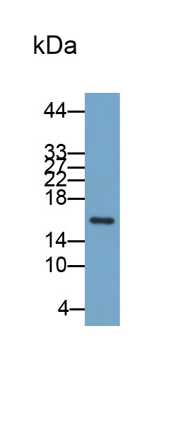 Biotin-Linked Polyclonal Antibody to Ecotin (ECO)