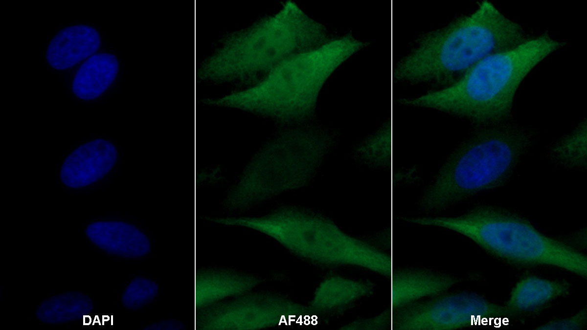 Monoclonal Antibody to Amphiregulin (AREG)