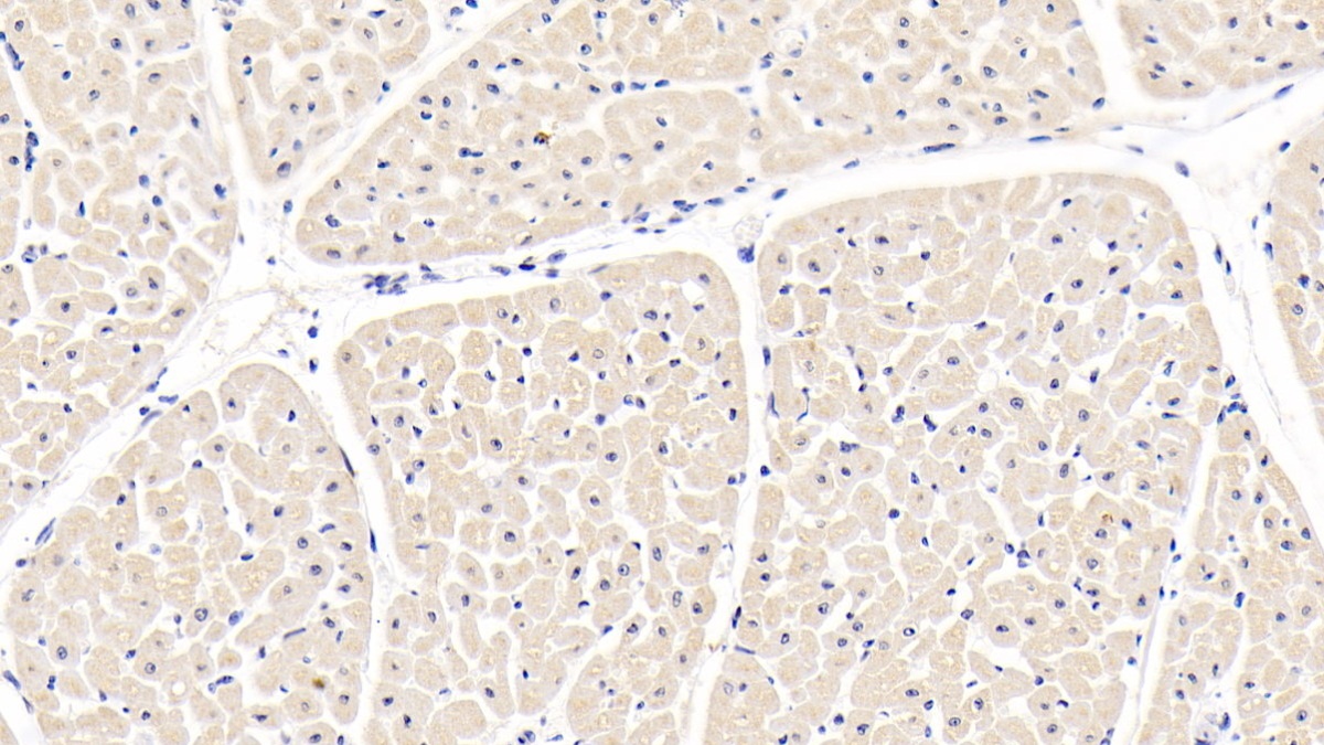 Monoclonal Antibody to Bone Morphogenetic Protein 2 (BMP2)