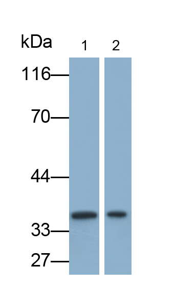 Monoclonal Antibody to Bone Morphogenetic Protein 2 (BMP2)